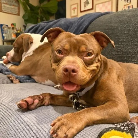 A young medium-sized male Bulldog dog named Doobie for adoption in Chicago, IL