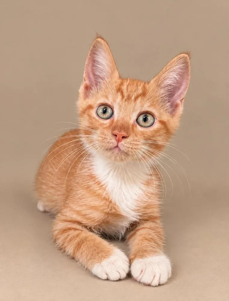 A baby small-sized male Domestic Short Hair cat named Fred for adoption in Statesboro, GA