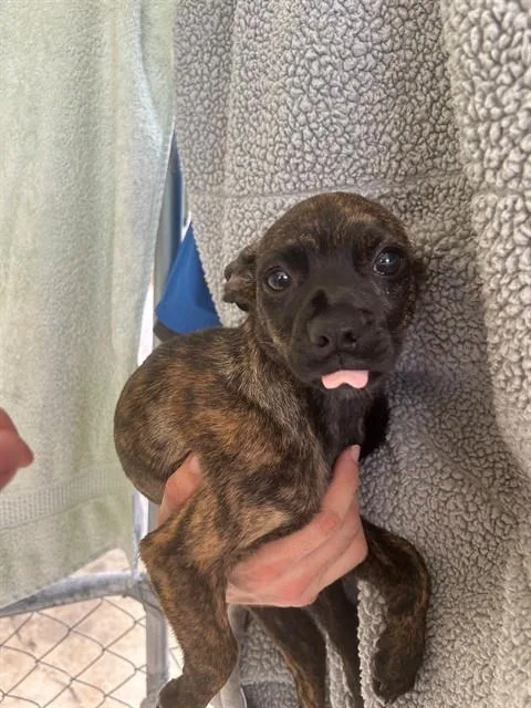 A baby medium-sized female Hound dog named Fluorine for adoption in Cookeville, TN