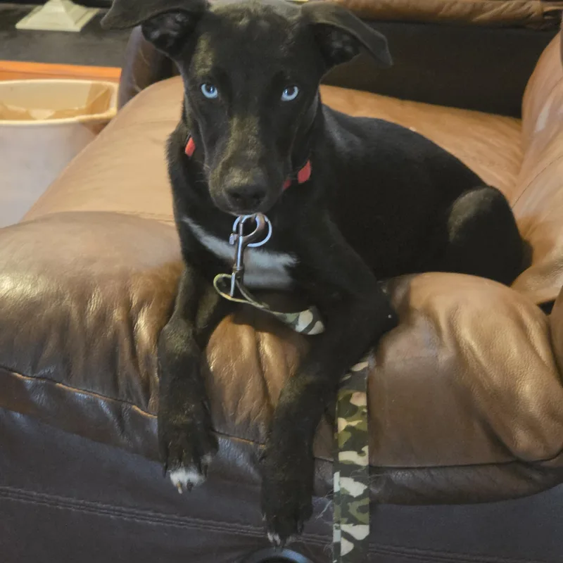 A young small-sized male Australian Shepherd dog named SILAS McGRUDER for adoption in Troutman, NC