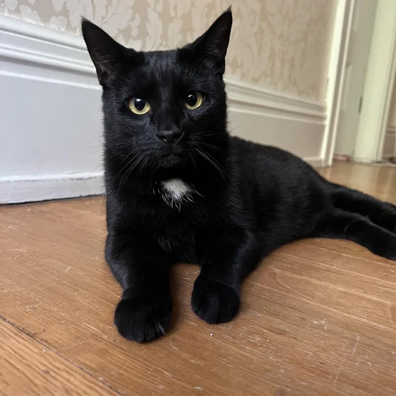 A young medium-sized female Domestic Short Hair cat named Ember & Boo for adoption in Honeoye, NY