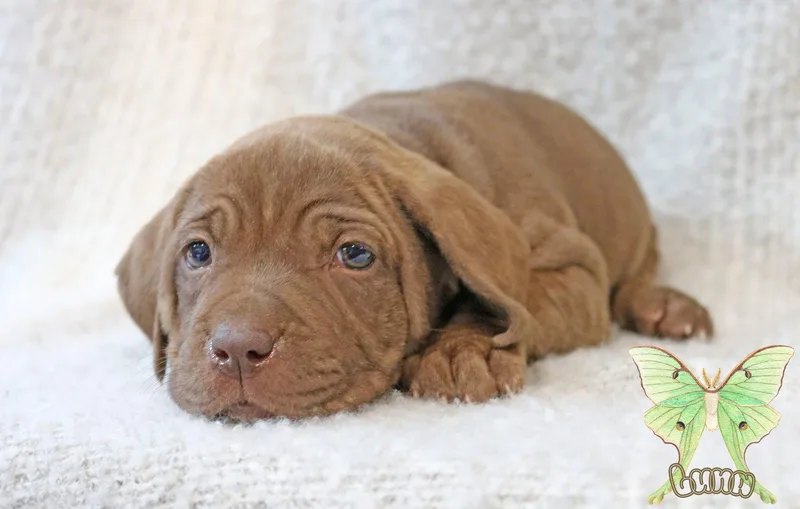 Luna Wingsoflove thumbnail 2