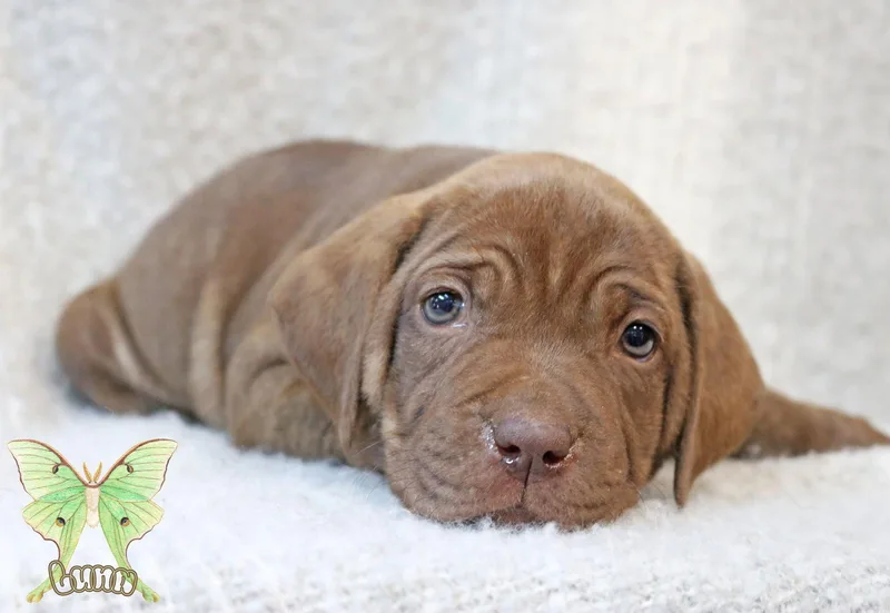 Luna Wingsoflove thumbnail 3