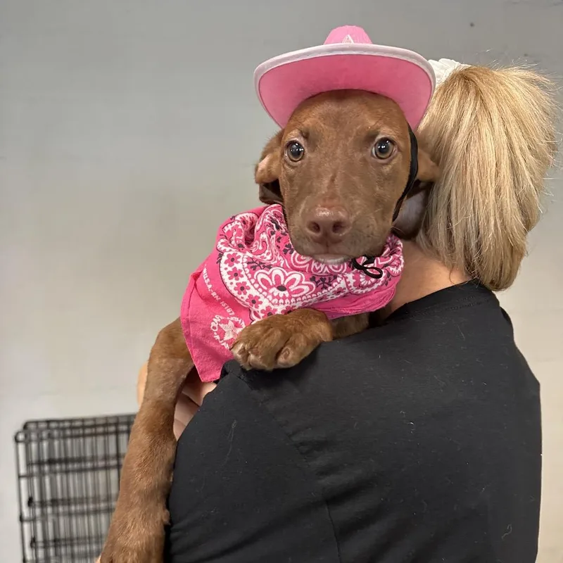 A baby small-sized female Mixed Breed dog named Apple Blossom for adoption in Austin, TX