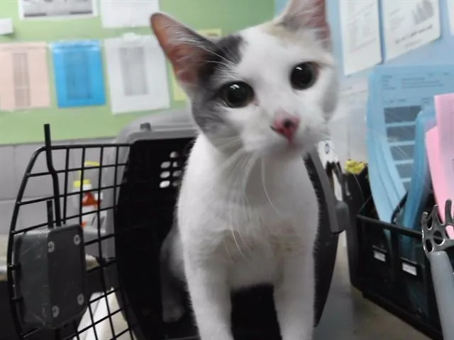 A young small-sized female Domestic Short Hair cat named Boo for adoption in Omaha, NE