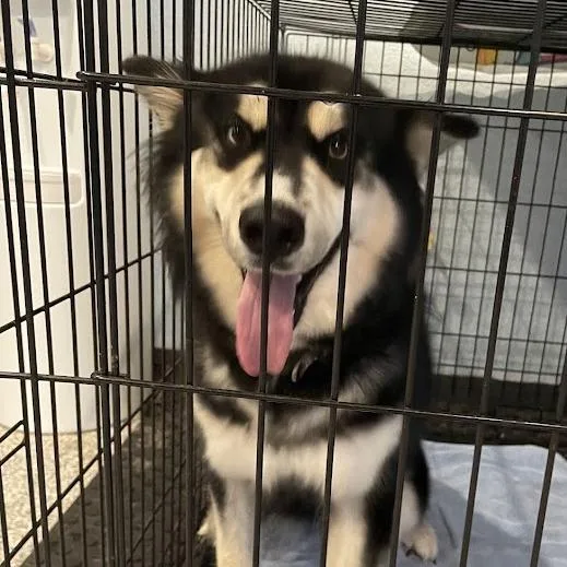 A young medium-sized female Husky dog named D for adoption in Port Charlotte, FL
