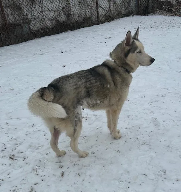 A senior medium-sized female Black Husky dog named Athena for adoption in East Brunswick, NJ