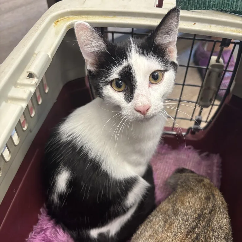 A baby medium-sized male Black Domestic Short Hair cat named Moo Moo for adoption in Newark, DE