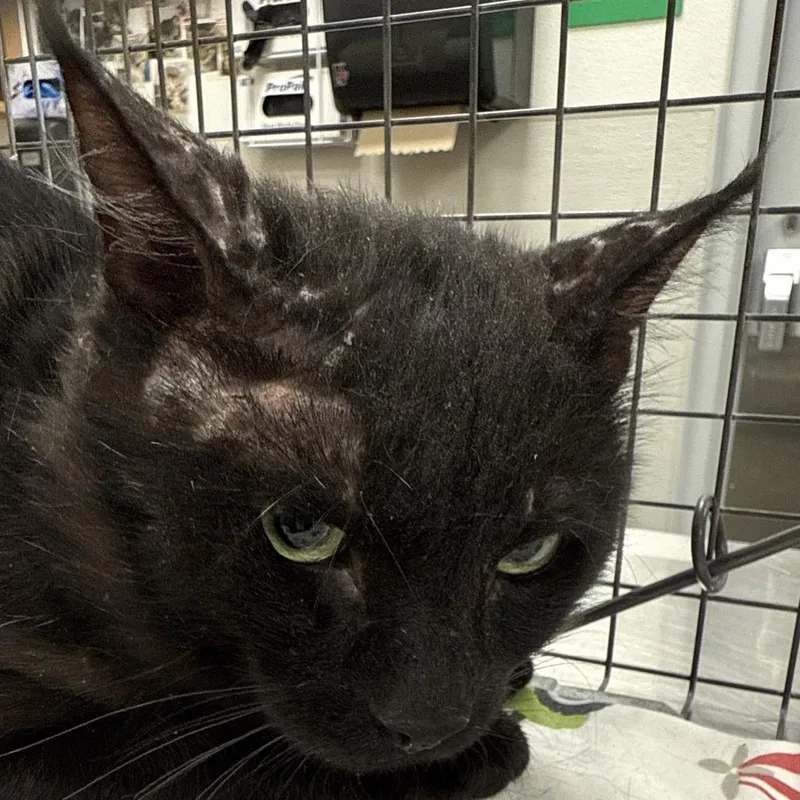 An adult small-sized male Black Domestic Short Hair cat named Linus for adoption in Las Cruces, NM