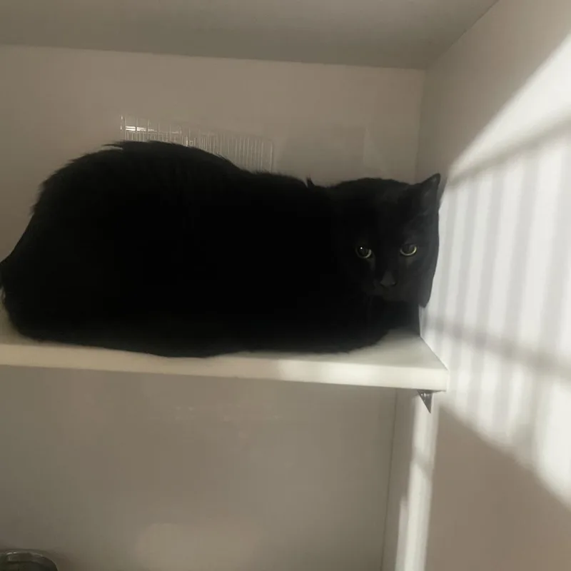 An adult extra large-sized male Black Domestic Short Hair cat named Cheek for adoption in St. Louis, MO