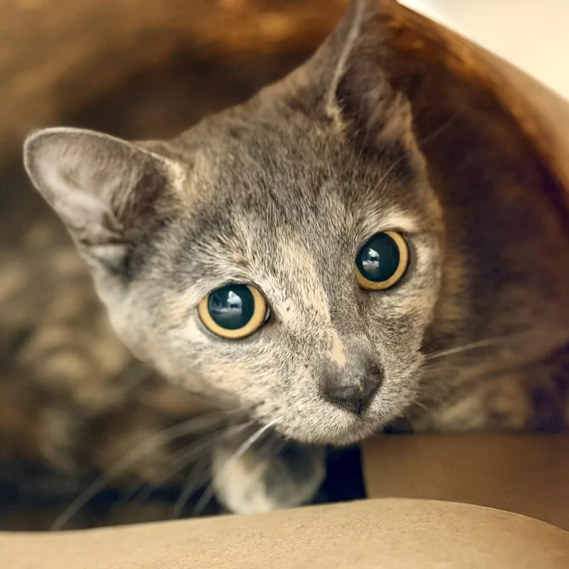 An adult medium-sized female Dilute Tortoiseshell Domestic Short Hair cat named Brittle for adoption in Jackson, NJ