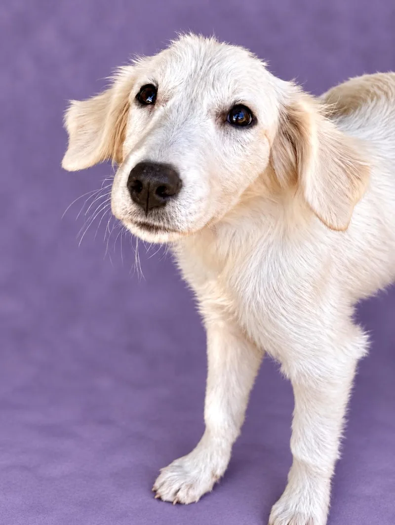 A young large-sized female Great Pyrenees dog named Bella for adoption in University Place, WA