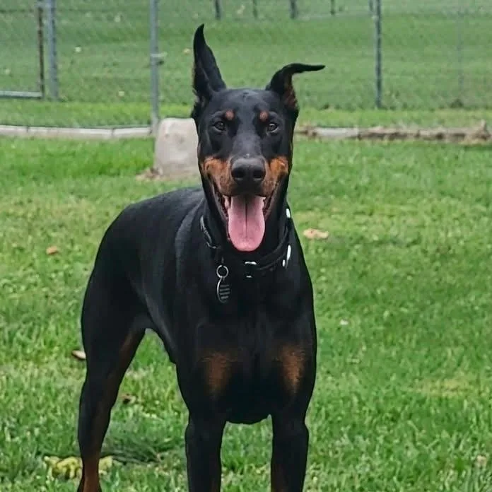 Axton