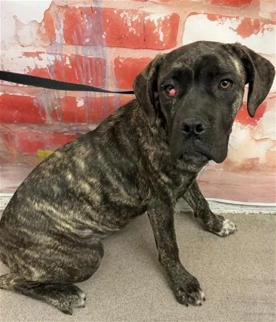 A young small-sized female Mastiff dog named Luz for adoption in San Bernardino, CA