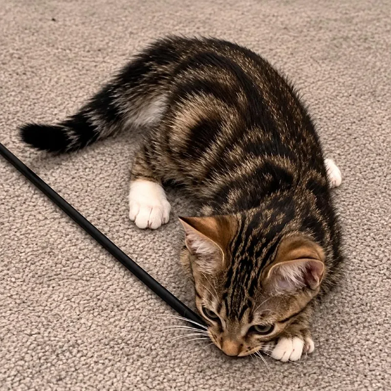 A baby small-sized male Brown / Chocolate Domestic Short Hair cat named Mr. T for adoption in Houston, TX