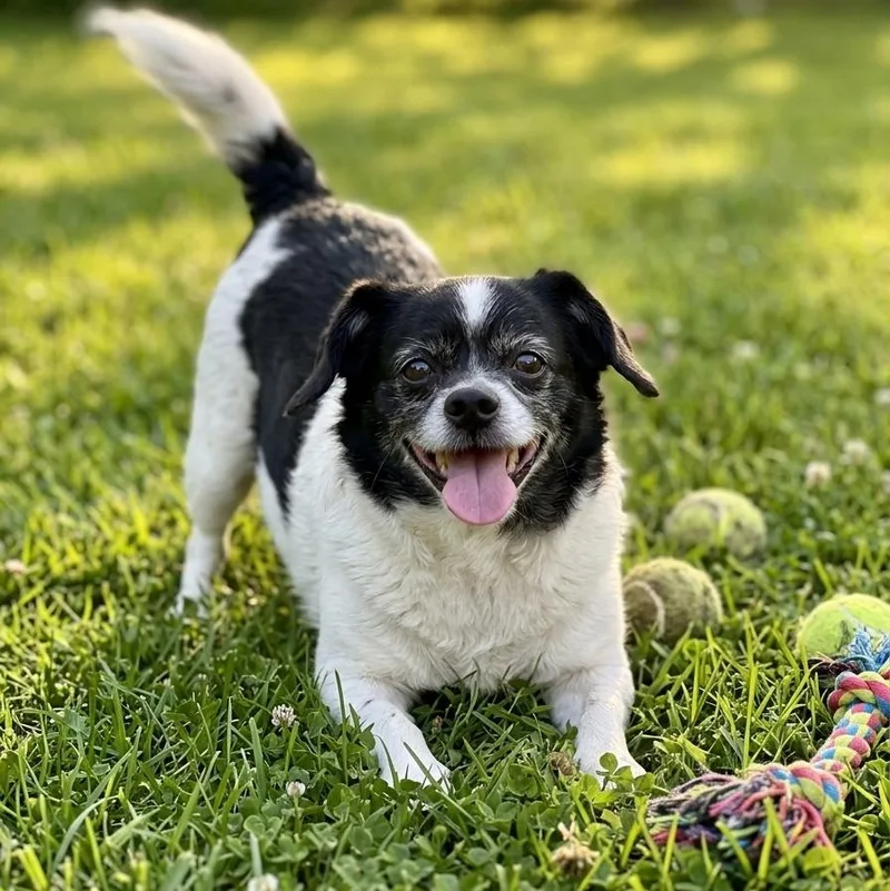 An adult small-sized female Black Chihuahua dog named Sophia for adoption in Athens, AL