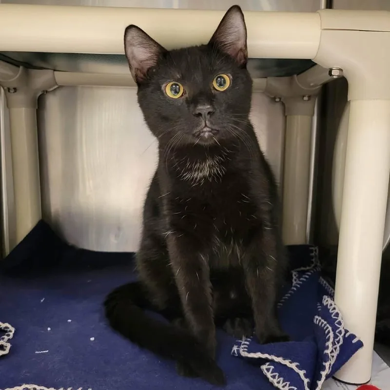 A young medium-sized male Black Domestic Short Hair cat named Thunder for adoption in Columbia, MO