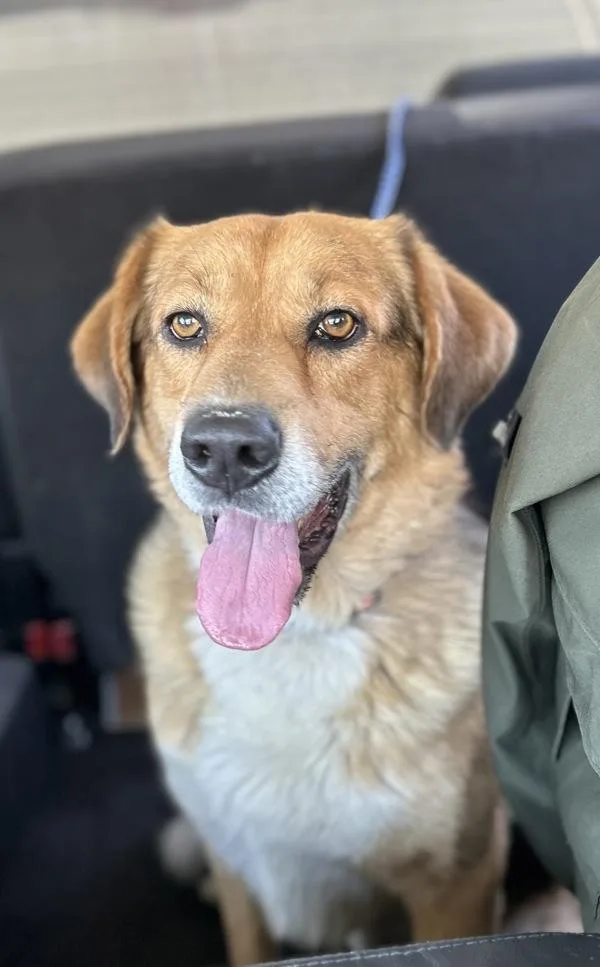 An adult large-sized male German Shepherd Dog dog named Zero for adoption in Victorville, CA