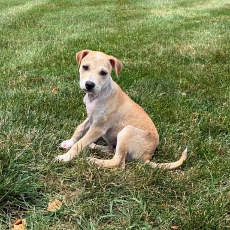 A baby medium-sized male Apricot / Beige Labrador Retriever dog named Peanut Butter for adoption in Sunderland, MD