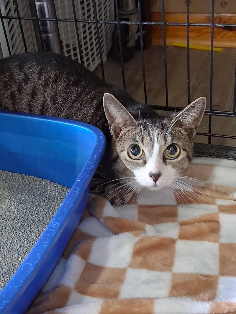 A young large-sized female Domestic Short Hair cat named Tip Toe for adoption in Lynchburg, TN