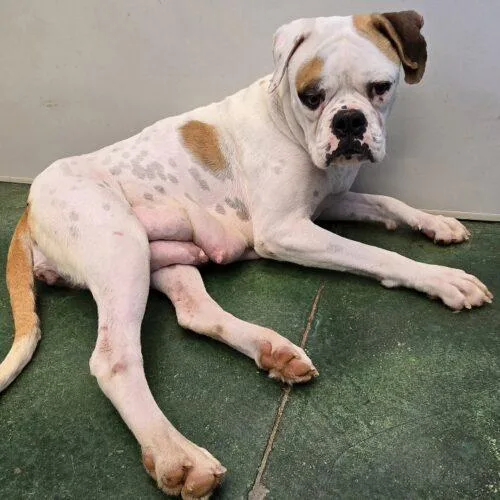 A young medium-sized female Yellow / Tan / Blond / Fawn Boxer dog named Layla for adoption in San Juan Capistrano, CA