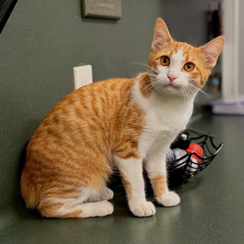A young medium-sized male Orange / Red Domestic Short Hair cat named George for adoption in Lufkin, TX