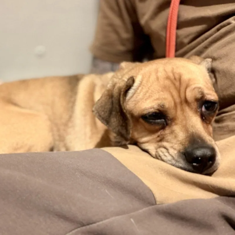 An adult small-sized female Yellow / Tan / Blond / Fawn Mixed Breed dog named Penelope for adoption in New York, NY