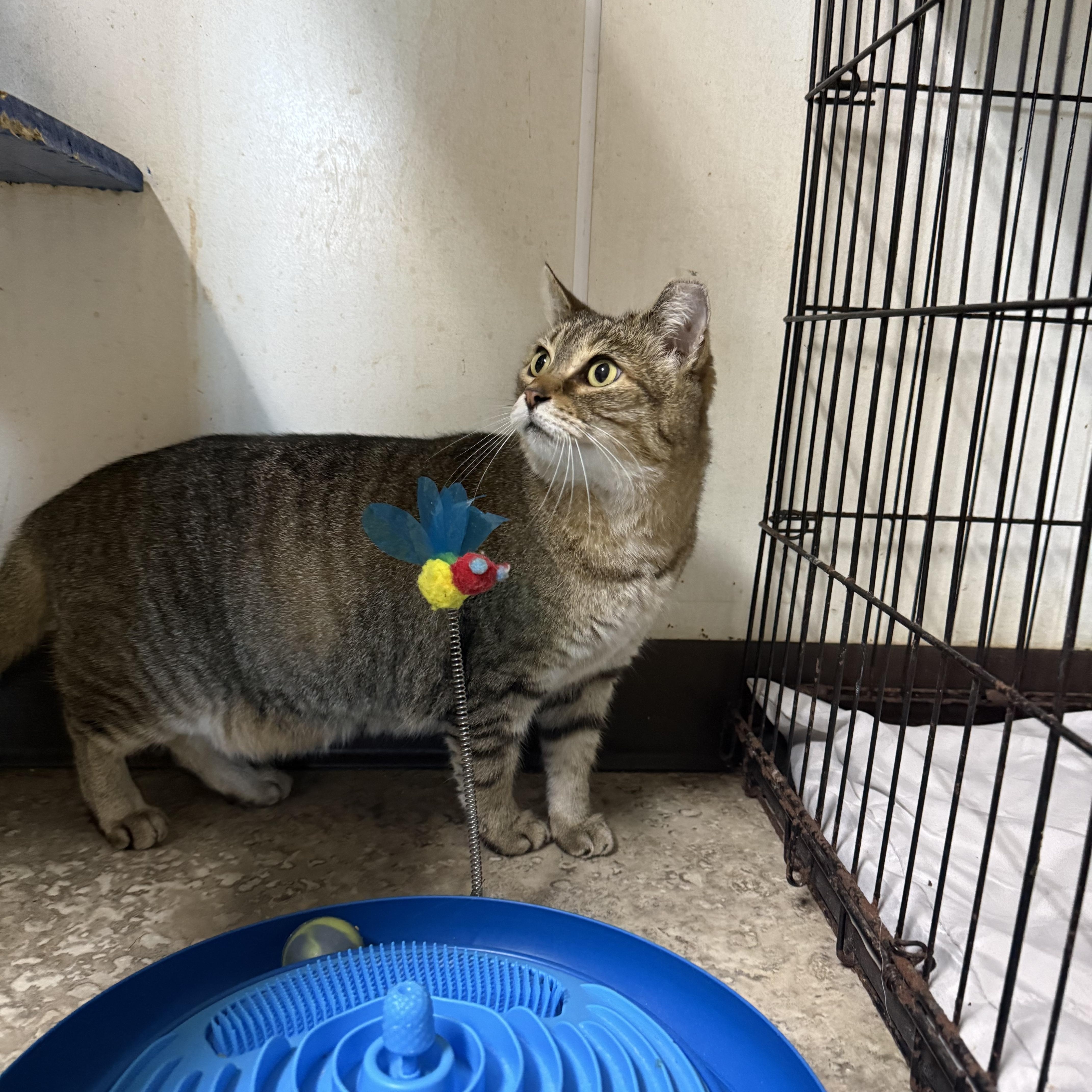 An adult medium-sized female Domestic Short Hair cat named Pearl for adoption in Hendersonville, TN