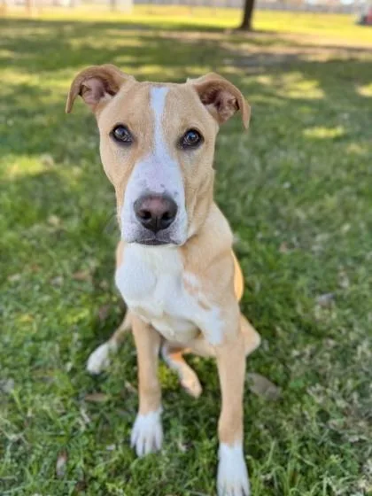 A baby large-sized male Mixed Breed dog named Banjo for adoption in Houston, TX