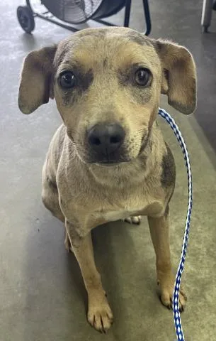 A young medium-sized female Catahoula Leopard Dog dog named Lady Blossom for adoption in Pensacola, FL