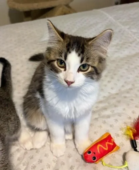 A baby medium-sized male Tabby (Brown / Chocolate) Domestic Medium Hair cat named Simba for adoption in New Albany, OH