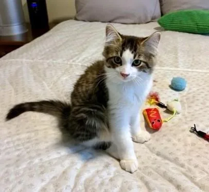 Simba thumbnail 2