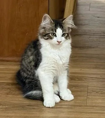 Simba thumbnail 3
