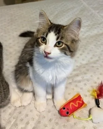 Simba thumbnail 4