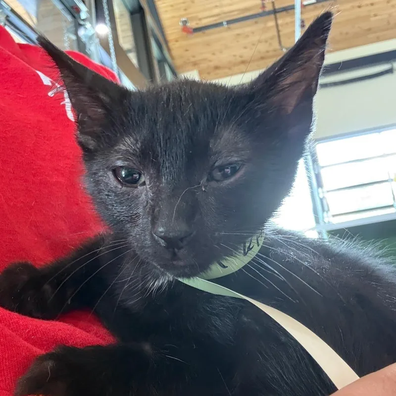 A baby small-sized female Black Domestic Short Hair cat named Pumyra for adoption in Leander, TX