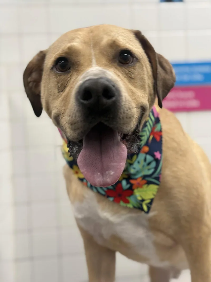A young medium-sized male Labrador Retriever dog named Powerade for adoption in Mint Hill, NC