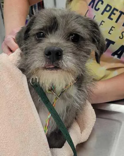 An adult small-sized male Gray / Blue / Silver Terrier dog named Egon for adoption in Kansas City, MO