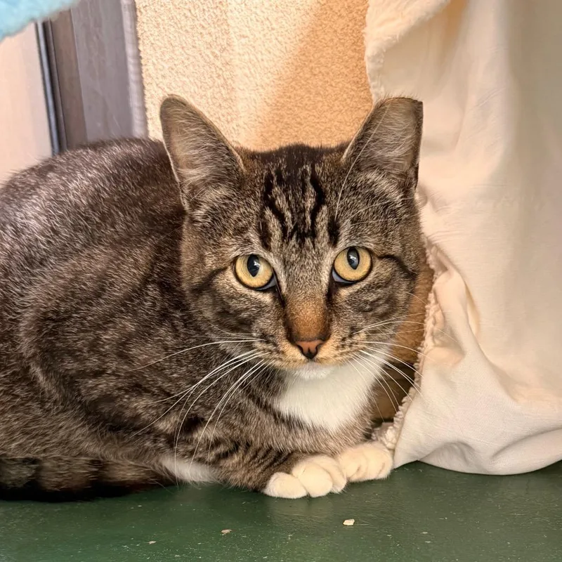 An adult large-sized male Brown / Chocolate Domestic Short Hair cat named Mando for adoption in Santa Barbara, CA