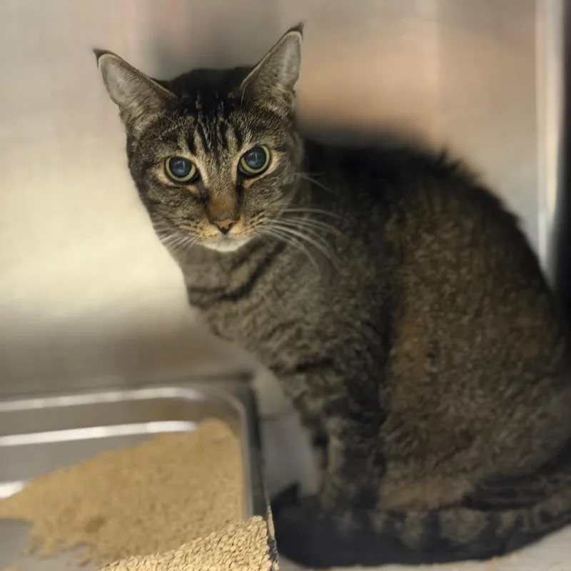 A senior medium-sized female Brown / Chocolate Domestic Short Hair cat named Nani for adoption in Fort Smith, AR