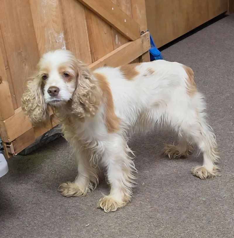 An adult small-sized female Apricot / Beige Cocker Spaniel dog named Taffy Kiskis for adoption in LaGrange, IN