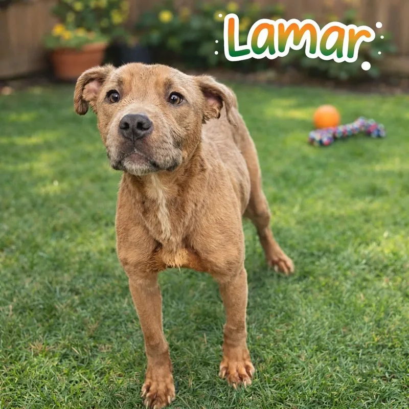 A baby medium-sized male Mixed Breed dog named Lamar for adoption in Clarksville, TN