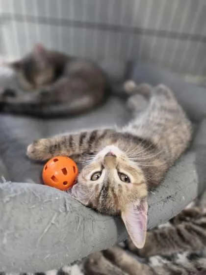 A young small-sized female Domestic Short Hair cat named May for adoption in Baton Rouge, LA