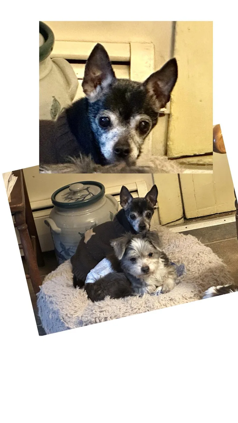 An adult small-sized female Chihuahua dog named Libby for adoption in Berwick, PA