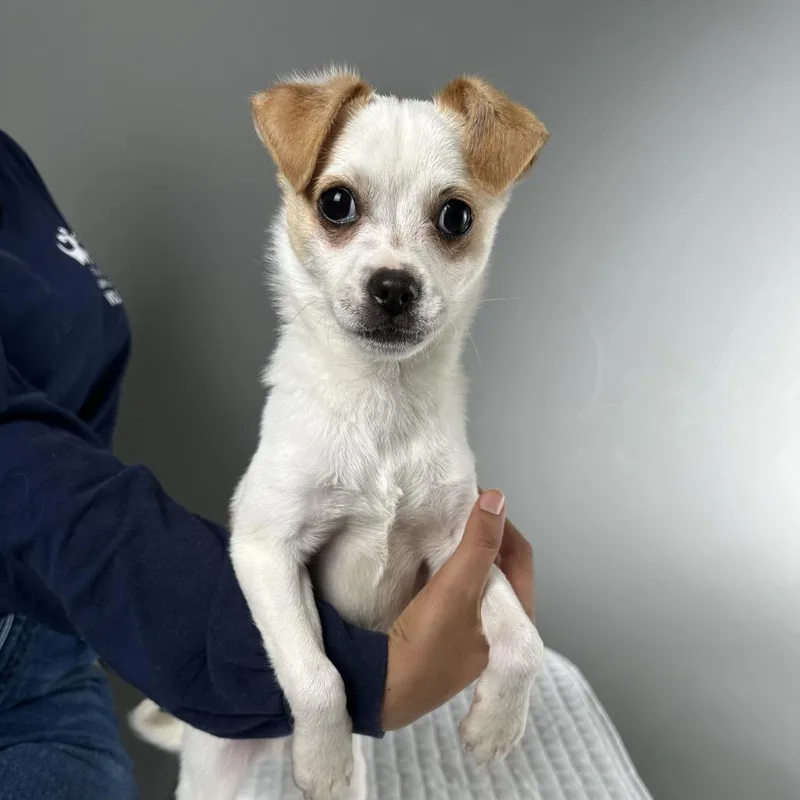 A baby small-sized male White / Cream Mixed Breed dog named Cooper for adoption in Palm Springs, CA
