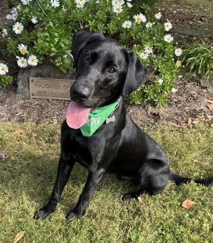 A young large-sized male Labrador Retriever dog named Cody for adoption in Midland, VA