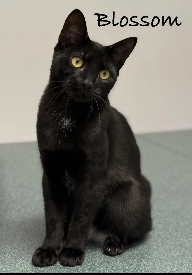 A baby medium-sized female Black Domestic Short Hair cat named Blossom for adoption in Pawleys Island, SC