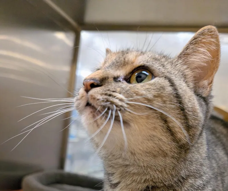 A young small-sized female Torbie Domestic Short Hair cat named Ash for adoption in Ashland, VA