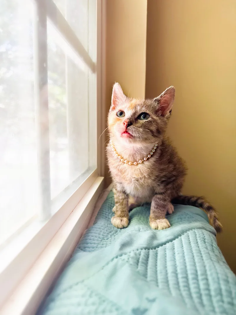 A baby small-sized female Dilute Tortoiseshell Calico cat named Spinach & Poblano for adoption in Mooresville, NC