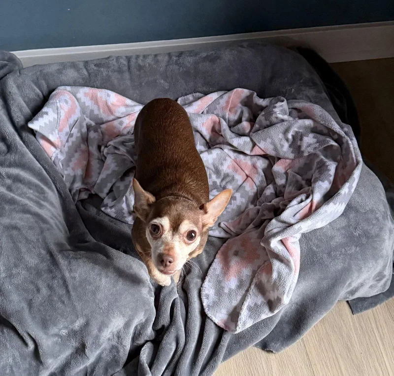 A senior small-sized female Chihuahua dog named KitKat for adoption in Newport, KY