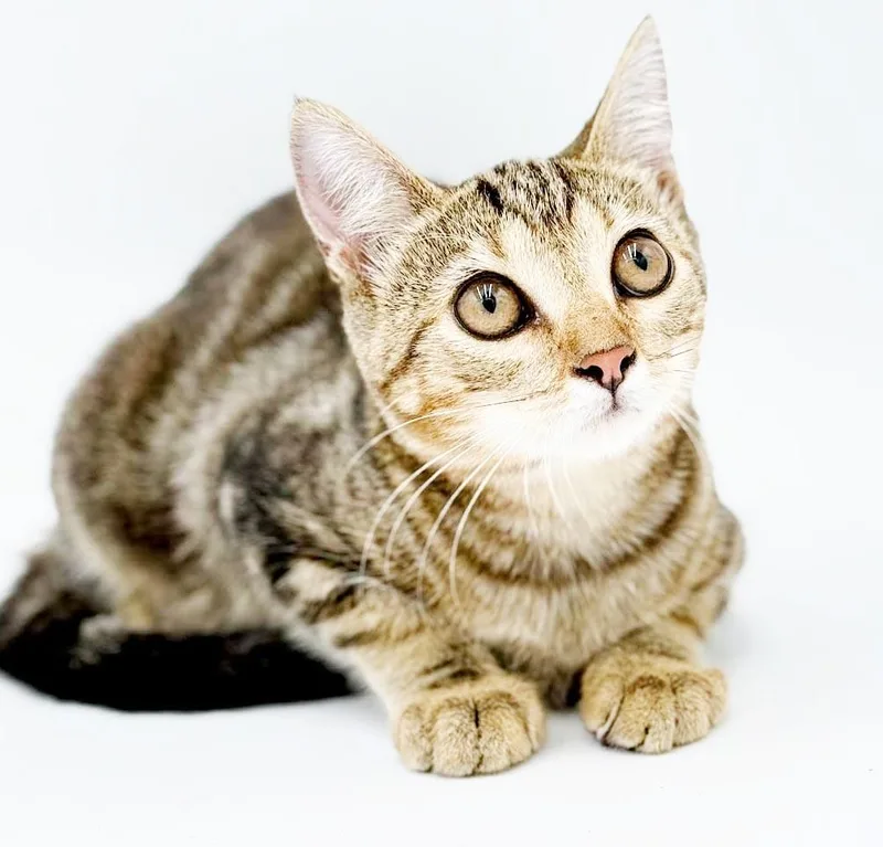 Tiger is terrrifffficcc  thumbnail 6